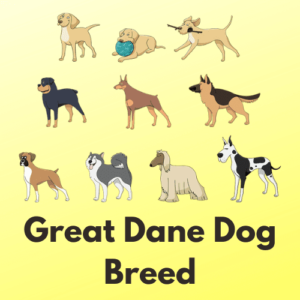 Great Dane price: Grooming, Training and All Caring tips with facts Great Dane price: Grooming, Training and All Caring tips with facts