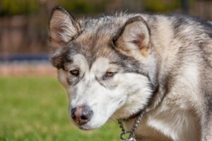 9 Stroke Symptoms For Dogs You Might Notice