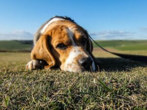 9 Stroke Symptoms For Dogs You Might Notice