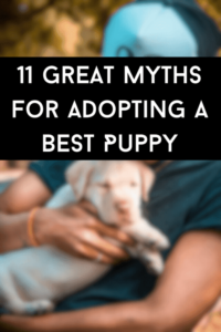 11 Great Myths for Adopting A Best Puppy