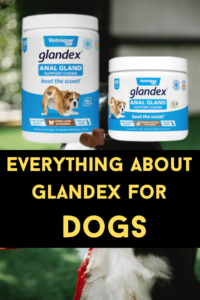 What Is Glandex For Dogs? Know Everything About Glandex