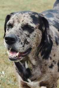 11 Amazing Dogs With Blue Eyes ( With Pictures)