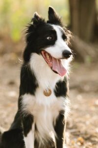 11 Amazing Dogs With Blue Eyes ( With Pictures)