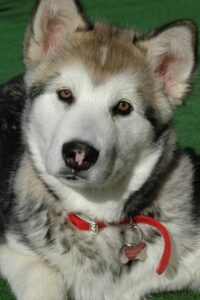 11 Amazing Dogs With Blue Eyes ( With Pictures)