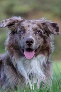 11 Amazing Dogs With Blue Eyes ( With Pictures)