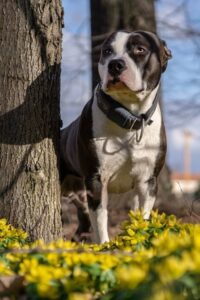 11 Amazing Dogs With Blue Eyes ( With Pictures)