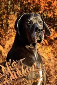 11 Amazing Dogs With Blue Eyes ( With Pictures)