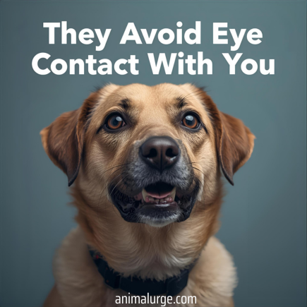 10 Hidden Signs Your Dog Is Lonely