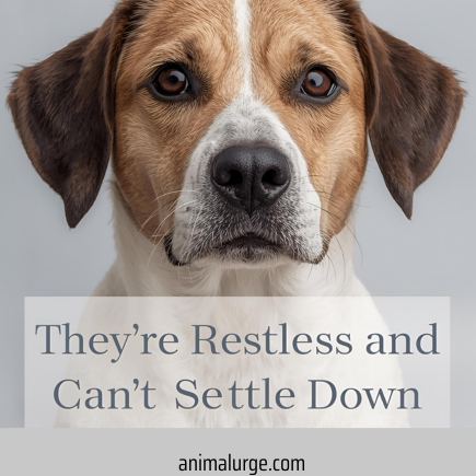 10 Hidden Signs Your Dog Is Lonely