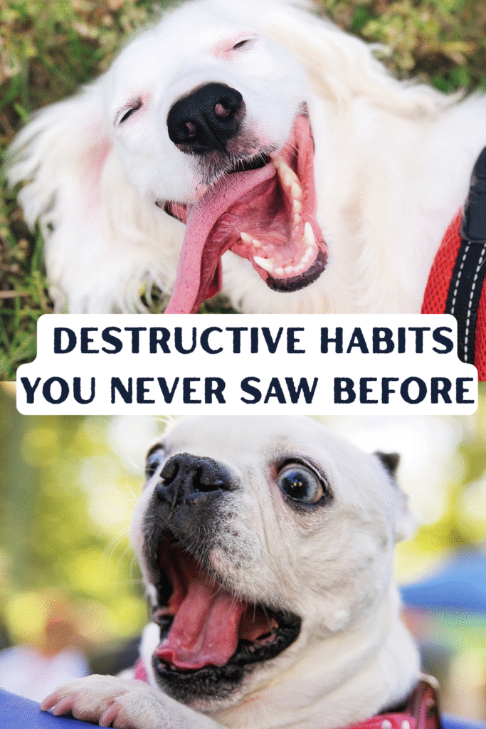 "10 Hidden Signs Your Dog Is Lonely" 